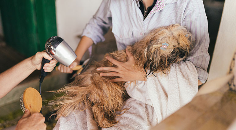A person holds a wet, long-haired dog wrapped in a towel while another person dries the dog's fur with a hairdryer. The dog appears calm and has a hair clip on its head.