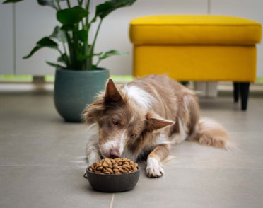A brown and white dog lies on the floor in front of a bowl of kibble, looking at it intently. Behind the dog, a green potted plant and a yellow ottoman are visible, creating a cozy indoor atmosphere.