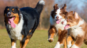 doggie daycare (dogs running)