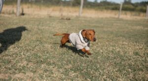 recall training (mini dachshund running)
