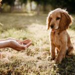 A brown puppy with floppy ears sits on grass, looking at a person’s outstretched hand holding kibble. Sunlight filters through trees, creating a warm and serene atmosphere.