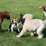 Four dogs of different breeds, including a fluffy poodle and a beagle, are playing together on a grassy field. They appear to be happily interacting and engaged in play.