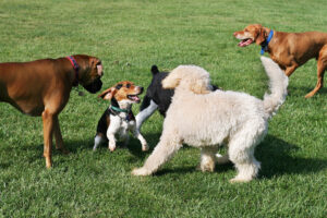 Four dogs of different breeds, including a fluffy poodle and a beagle, are playing together on a grassy field. They appear to be happily interacting and engaged in play.