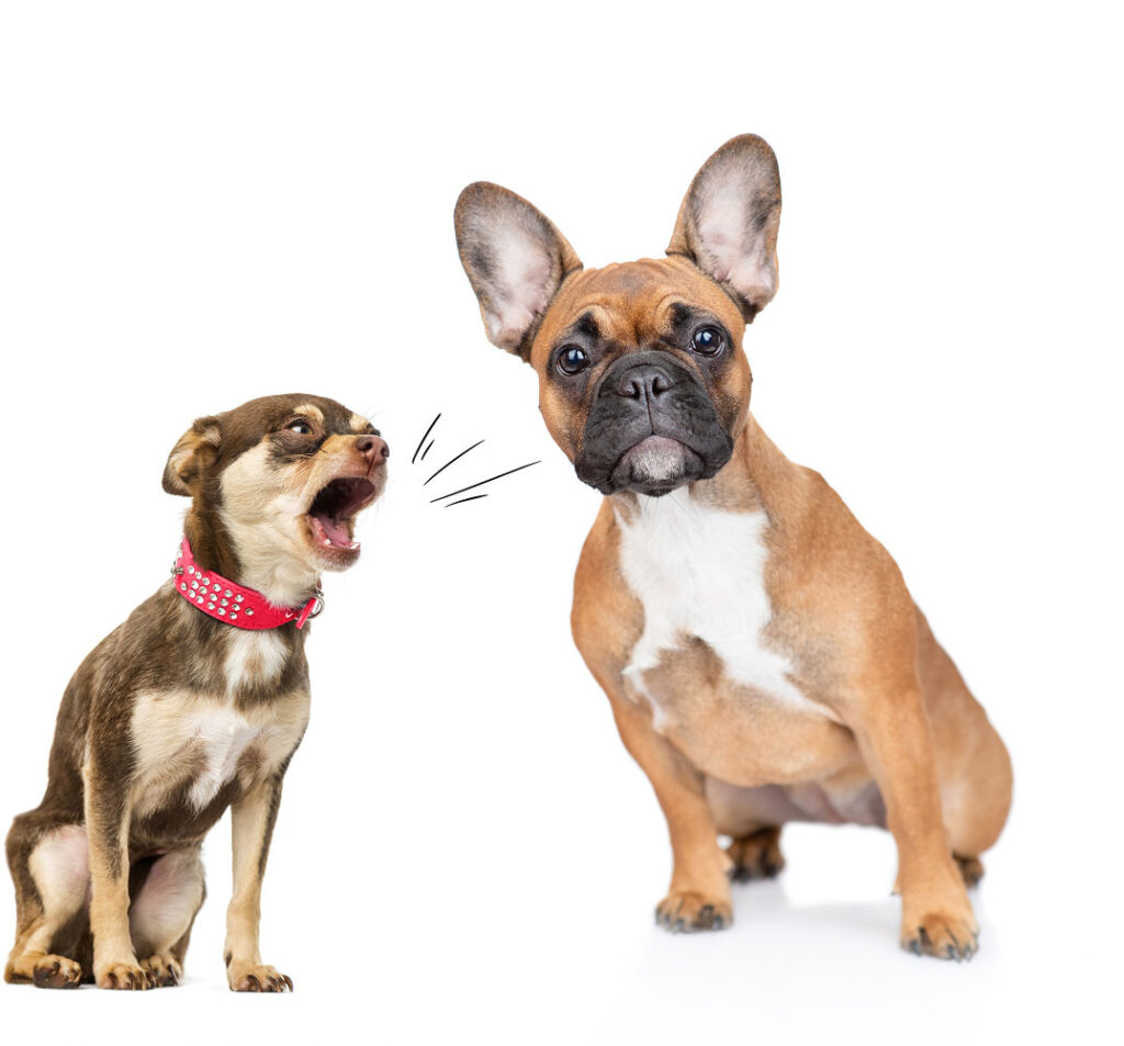 A small brown dog with a red collar is barking at a larger brown French Bulldog sitting calmly beside it, both on a white background—perfectly capturing playful moments often seen with our dog hotel services. Black lines illustrate the barking action.
